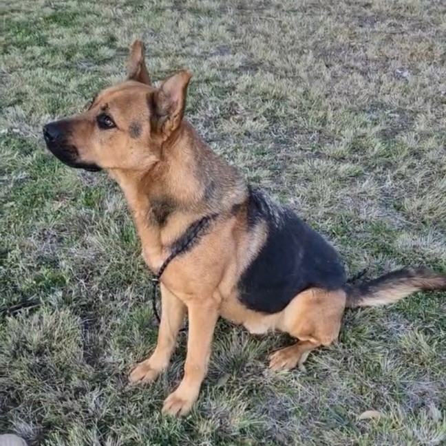 Photo of Basil