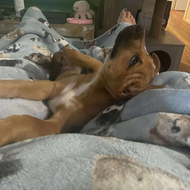 Photo of Maple