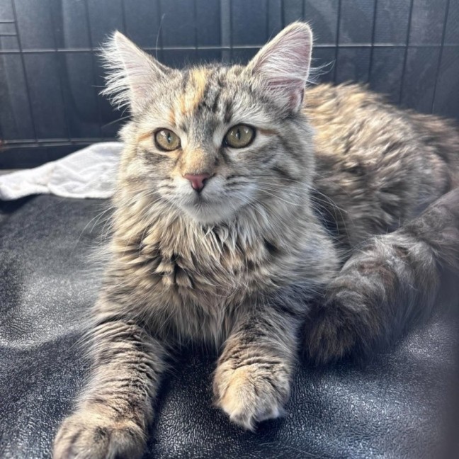 Photo of Cora