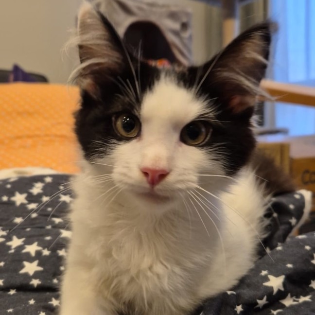 Photo of Henry *9 Lives Project Rescue*