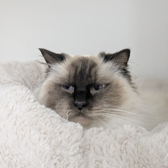 Photo of 🎀 Cleo 6172 🎀