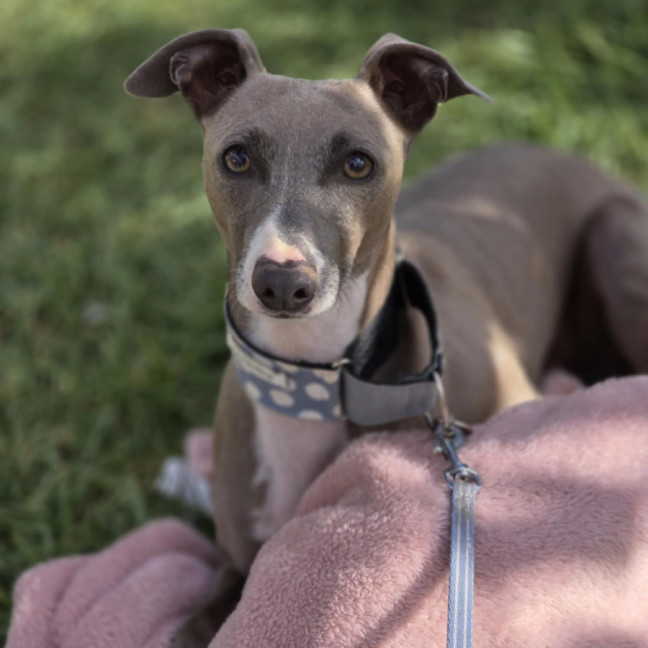 Photo of Lupin & Twiggy   Bonded Pair