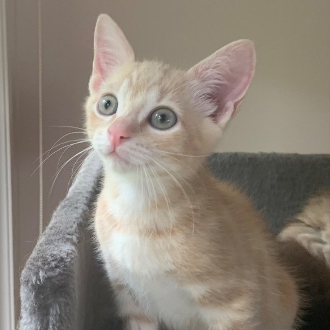 Photo of Lennox 💙🦕🔵