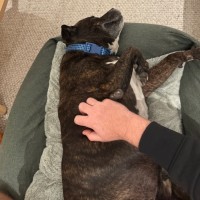 Photo of Baz 