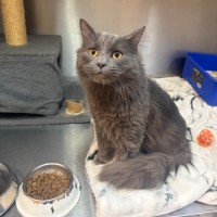 Photo of Mojito