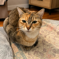 Photo of Maple