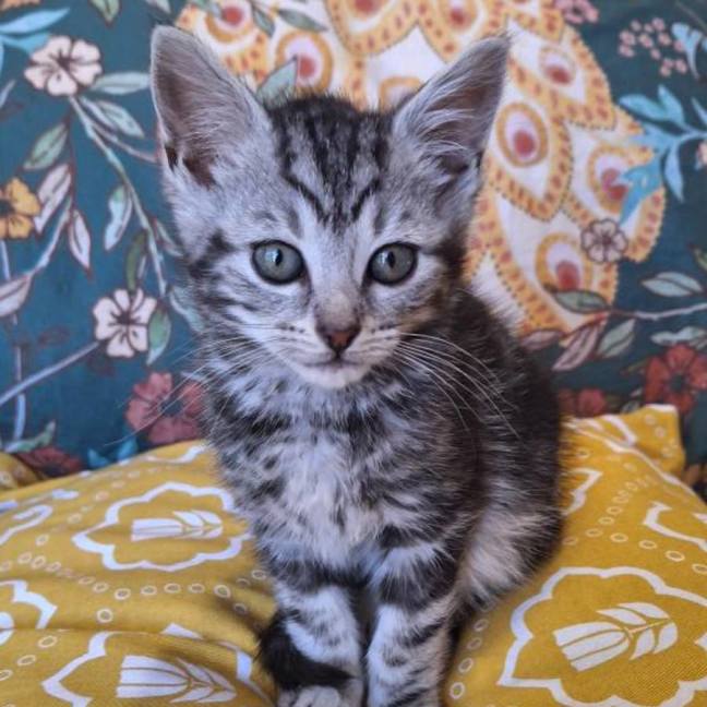 Photo of Boba