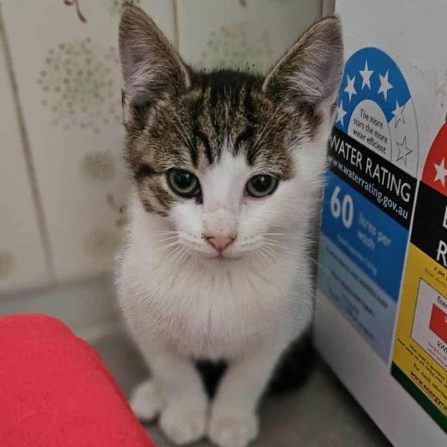 Photo of Whiskey * 9 Lives Project Rescue*