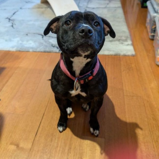 Photo of Pepper