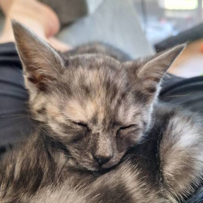 Photo of Pearl