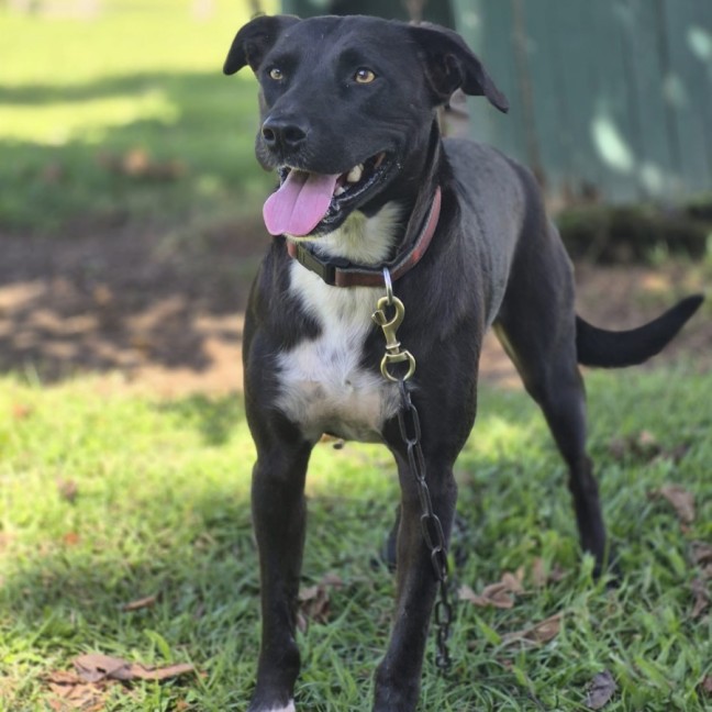 Photo of Scooby