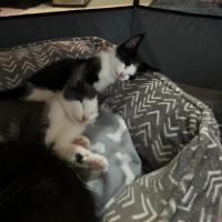 Photo of Mittens, Socks,  Oreo, Felix 