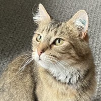 Photo of Noodles Meetme@Petstock Mornington Nepean Hwy