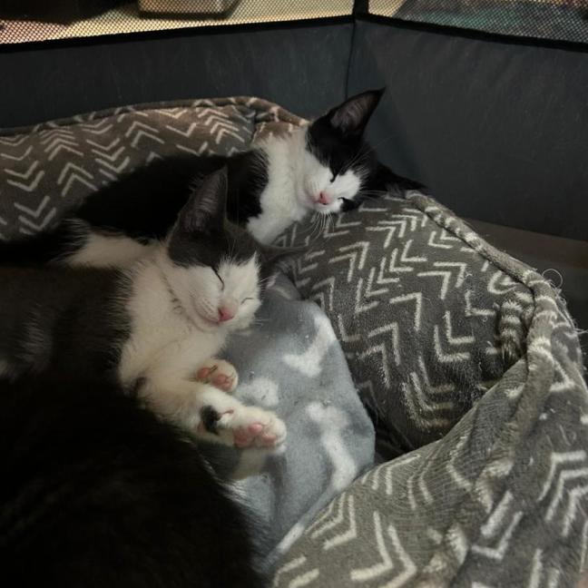 Photo of Mittens, Socks,  Oreo, Felix 