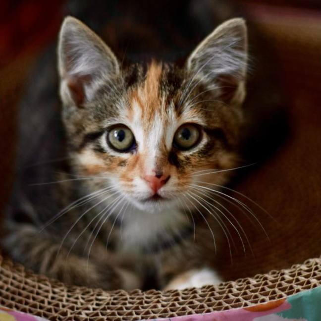 Photo of 💚 Charlee 💚