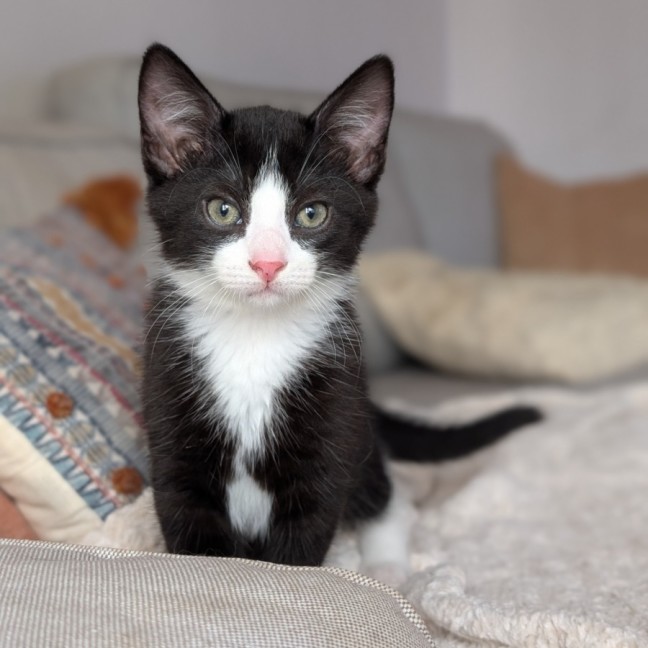 Photo of Spork