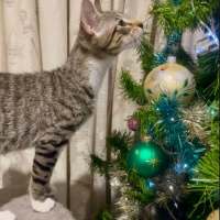 Photo of Gizmo