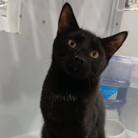 Photo of Chiko Meet Me@Petstock Keysborough Store 