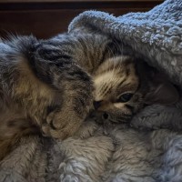 Photo of Nadia & Mishka 