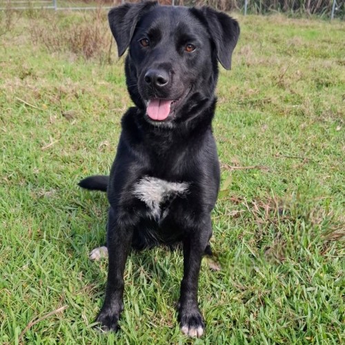 Alice - Labrador Retriever Dog