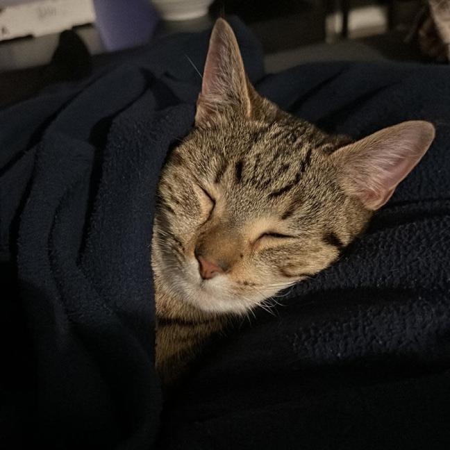 Photo of Oni (Brindle) And Nookie (Black)