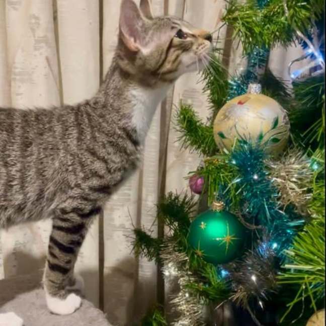 Photo of Gizmo