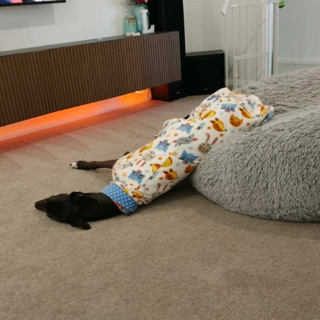 Photo of Milo, The Cat Friendly Greyhound