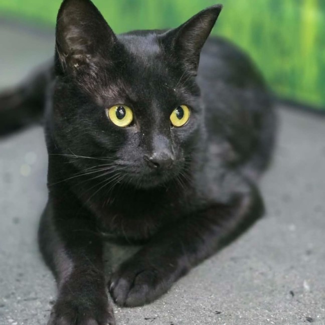 Photo of Whiskerella