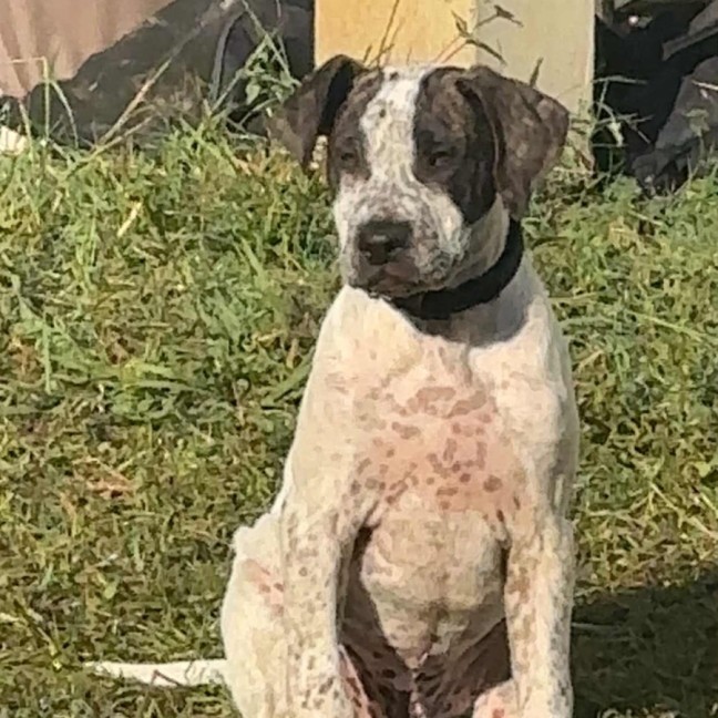 Photo of Greedy Smurf