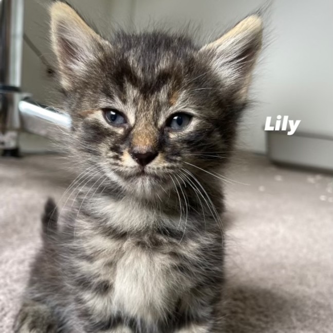 Photo of Lily