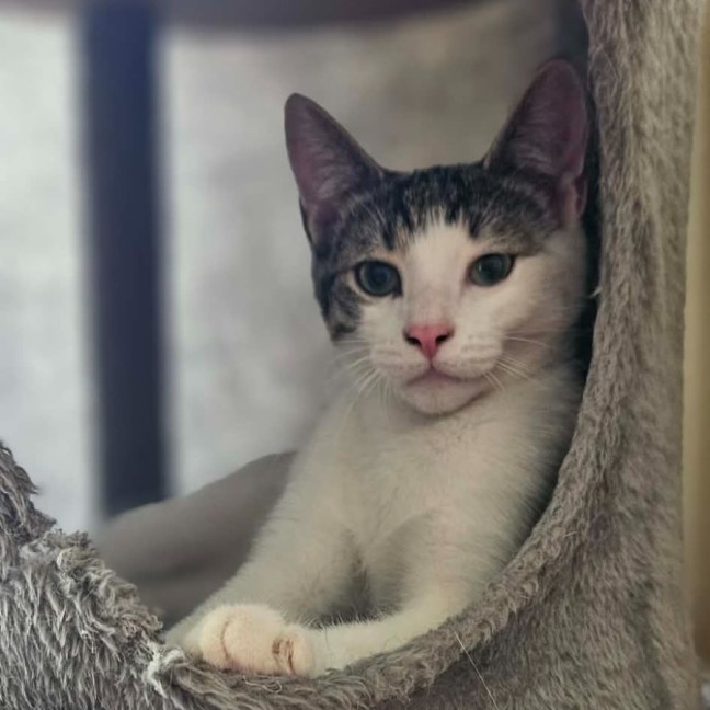 Photo of Whiskey * 9 Lives Project Rescue*