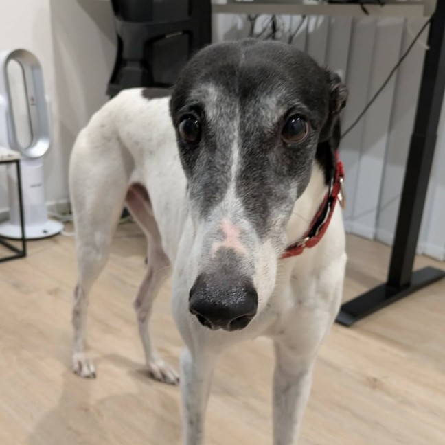 Photo of Pongo, The Greyhound