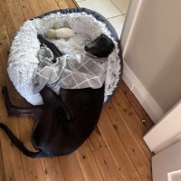 Photo of Rocky, The Greyhound 