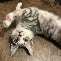 Photo of Lolla Lee Lou