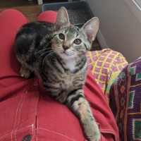 Photo of Felix