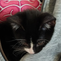 Photo of Turbo