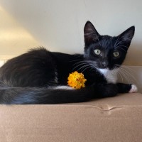 Photo of Lucy   Reduced Adoption Fee