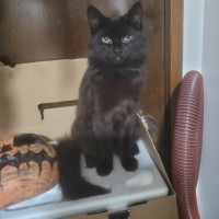 Photo of Finley *9 Lives Project Rescue*