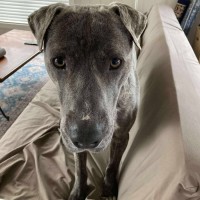 Photo of Thistle / Tiger