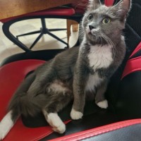 Photo of Misty
