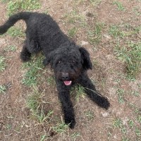 Photo of Alfie