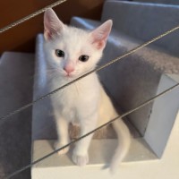 Photo of Coconut