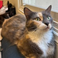 Photo of Snickers 