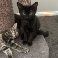 Photo of Nightfury And Horizon 