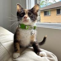 Photo of Pickle