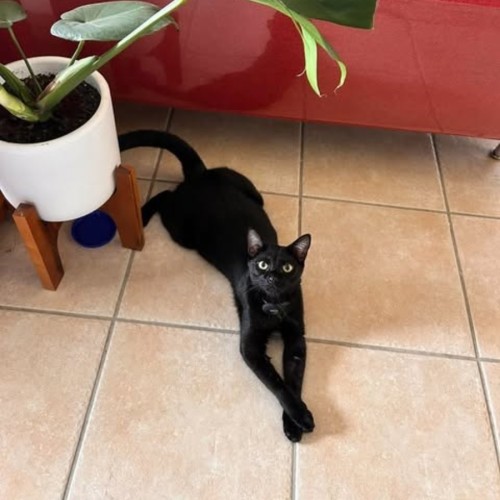 Nix - Domestic Short Hair (DSH) Cat