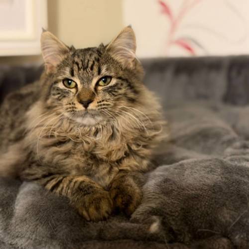 Hakuna - Domestic Long Hair (DLH) Cat