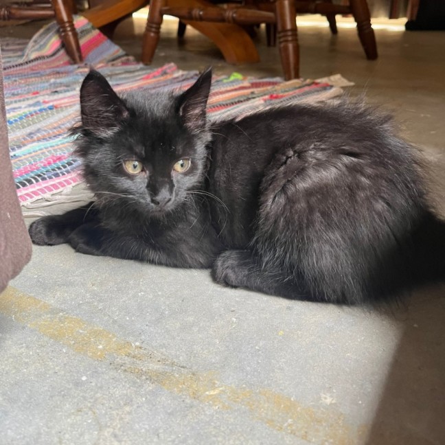 Photo of Benji & Bonnie 🐈🌷