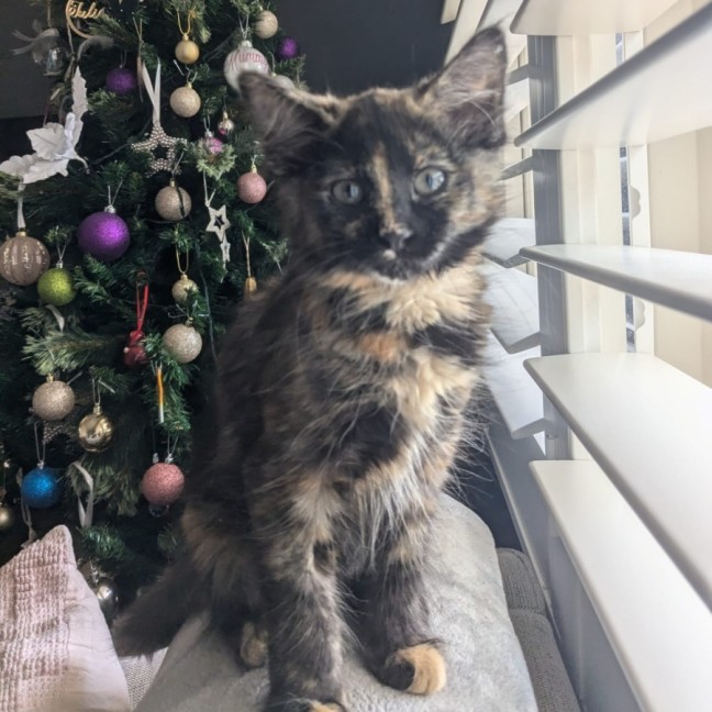 Photo of Bluebell
