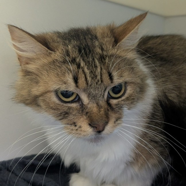 Photo of 💞 Daphne 6682 💞